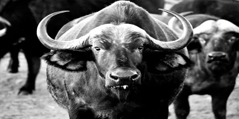 Mơ thấy đàn trâu con đánh con gì thắng chắc?