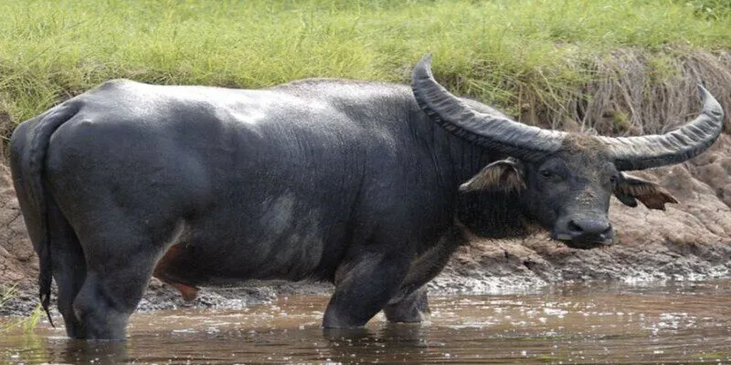 Mơ thấy trâu đánh con gì để bản thân không cảm thấy hối hận